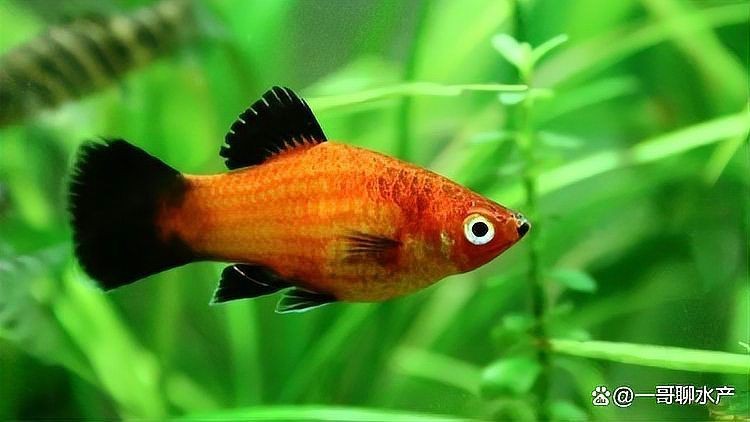 狗頭魚死了會把整缸魚毒死嗎 狗頭魚死了會把整缸魚毒死嗎 龍魚論壇 第9張