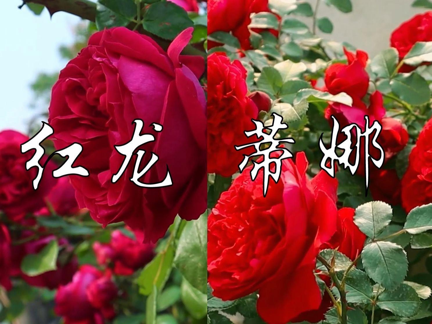 紅龍和蒂娜哪種好看
