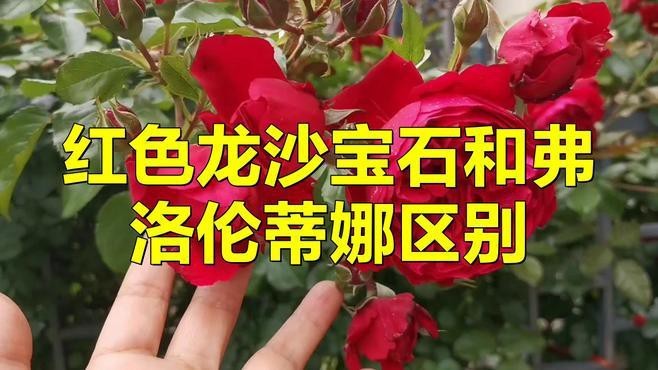 紅龍和蒂娜哪種好看