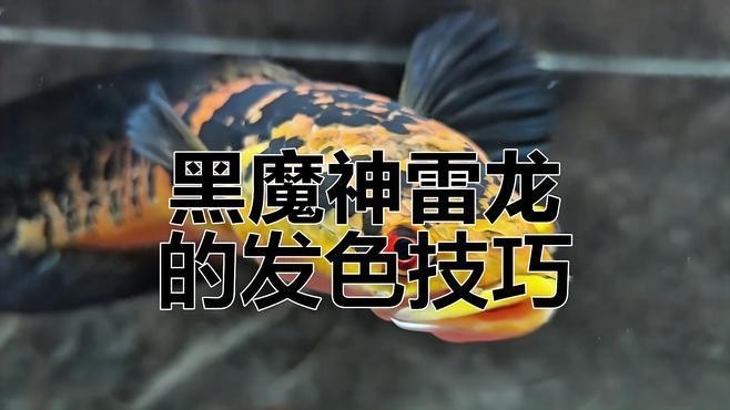 雷龍魚吃什么容易發(fā)色好