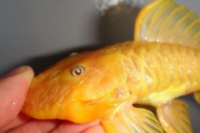 銀龍魚身上有黑斑和黑點（銀龍魚身上有黑斑和黑點怎么回事） 銀龍魚身上有黑斑和黑點（銀龍魚身上有黑斑和黑點怎么回事） 銀龍魚百科