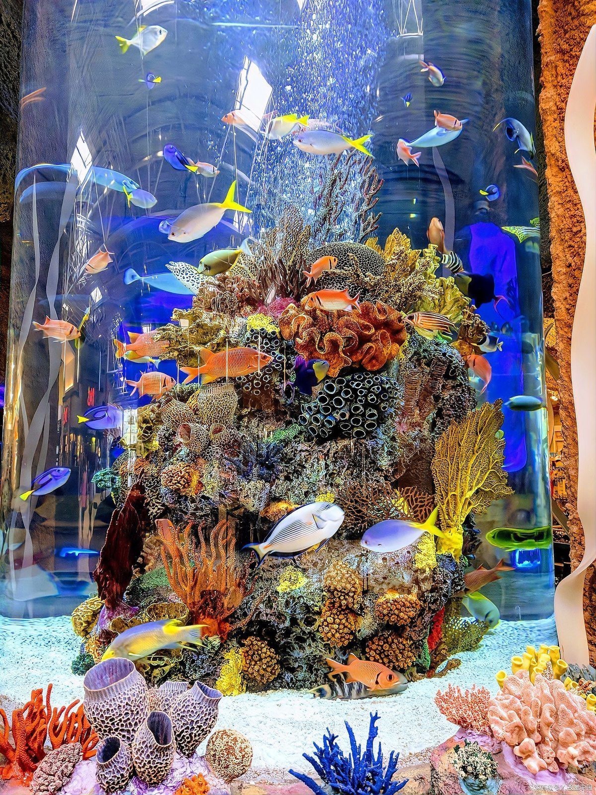 雙線魚為什么總是死掉