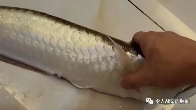 男子三年前買了一條銀龍魚，結果水泵出問題，網友：這也行，男子三年前買了一條小銀龍魚，因水泵出了問題，竟然掛了