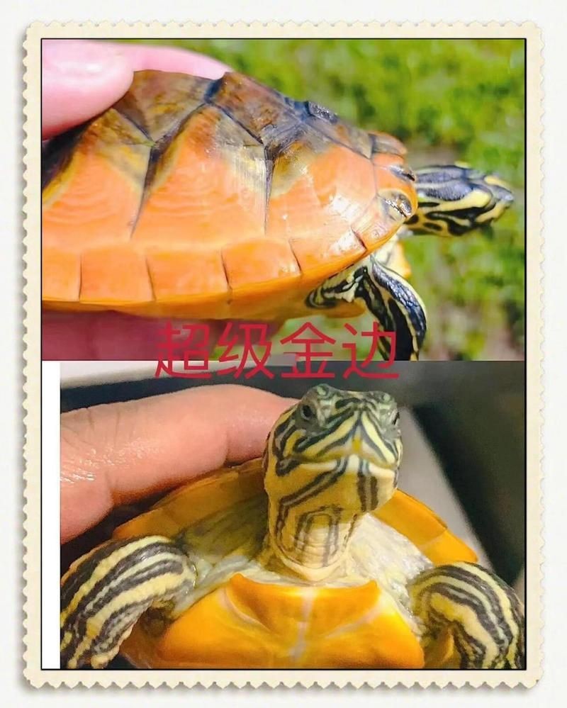 火焰龜最貴三個(gè)顏色