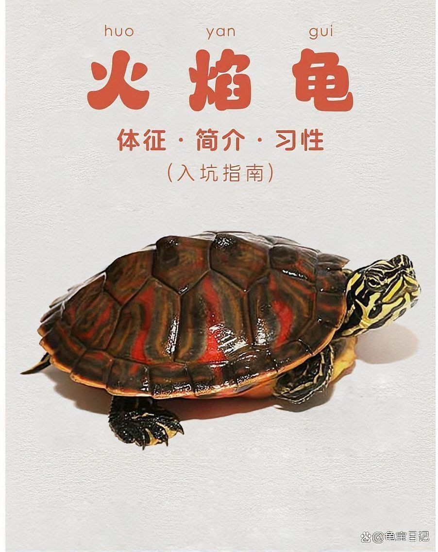 火焰龜最貴三個(gè)顏色