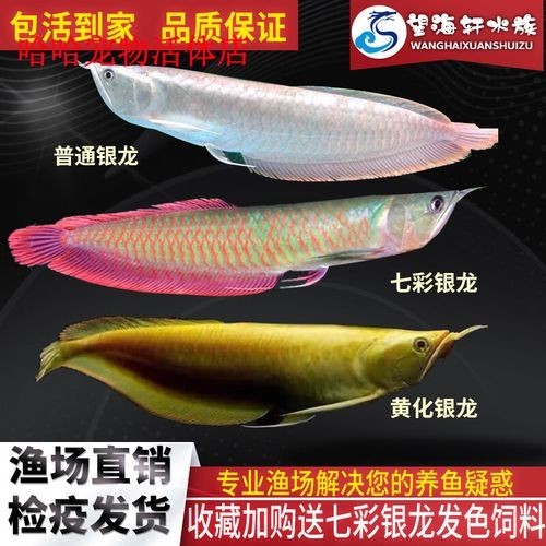 銀龍魚苗吃什么長(zhǎng)得快