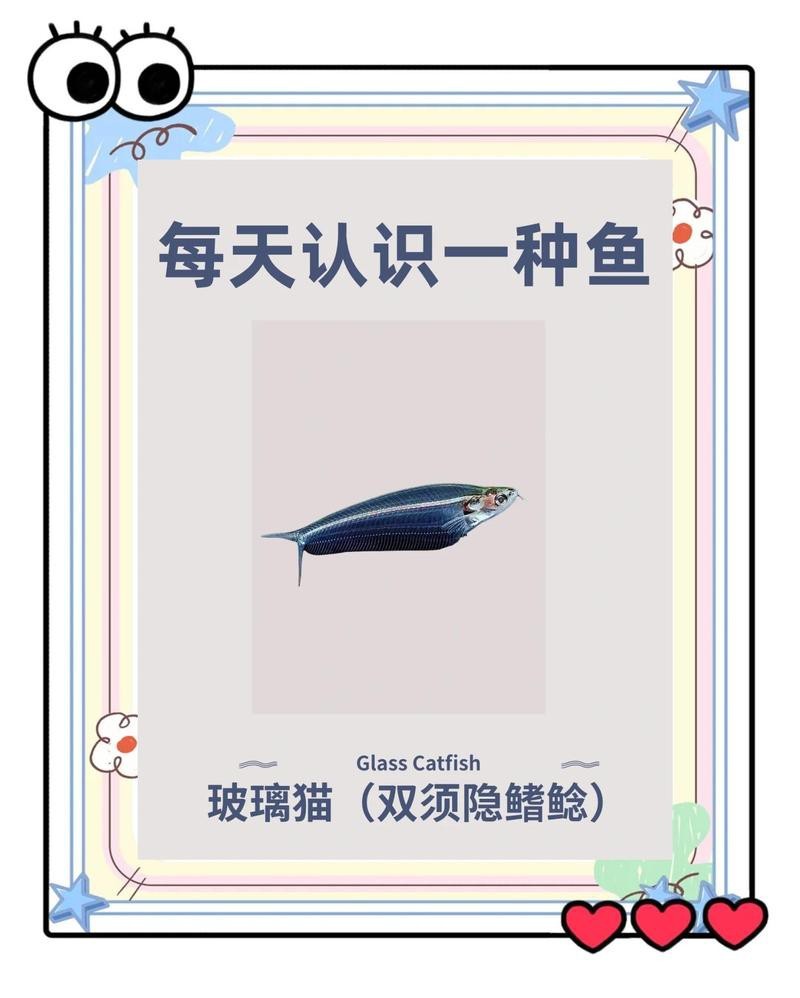 玻璃貓和龍須貓的區別