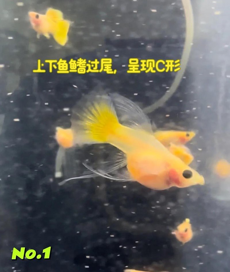 玻璃貓和龍須貓的區別