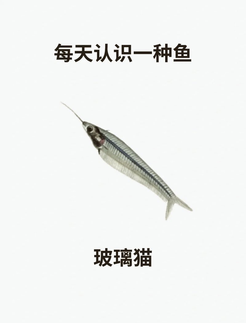 玻璃貓和龍須貓的區別