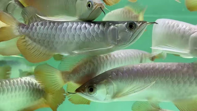 金龍魚B過和A過價(jià)格差異大嗎？