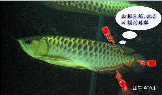 金龍魚B過和A過價(jià)格差異大嗎？