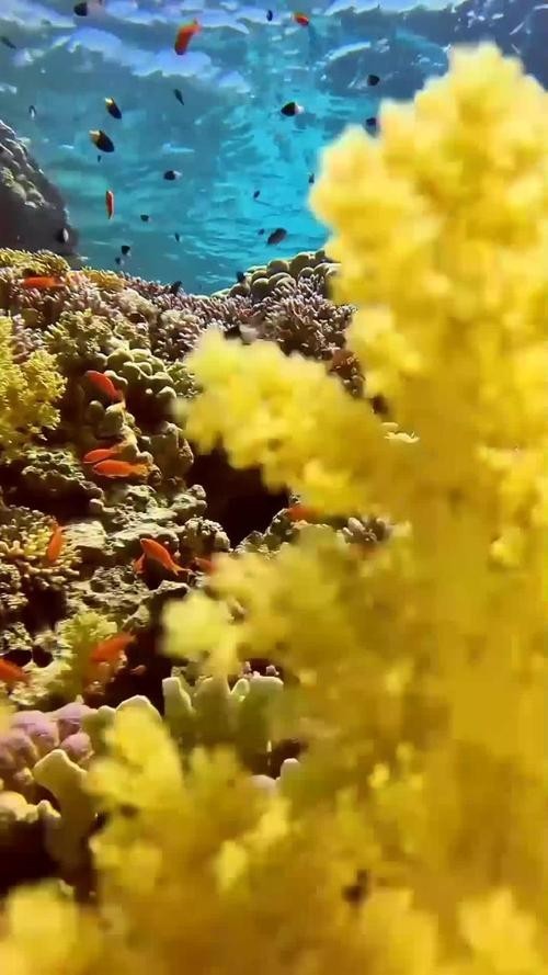 龍魚背景圖片大全大圖可愛的 龍魚百科 第17張 龍魚背景圖片大全大圖可愛的 龍魚背景圖片大全大圖可愛的 龍魚百科 第17張