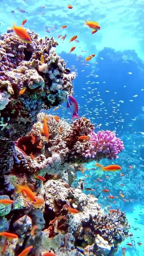 龍魚背景圖片大全大圖可愛的 龍魚百科 第12張 龍魚背景圖片大全大圖可愛的 龍魚背景圖片大全大圖可愛的 龍魚百科 第12張