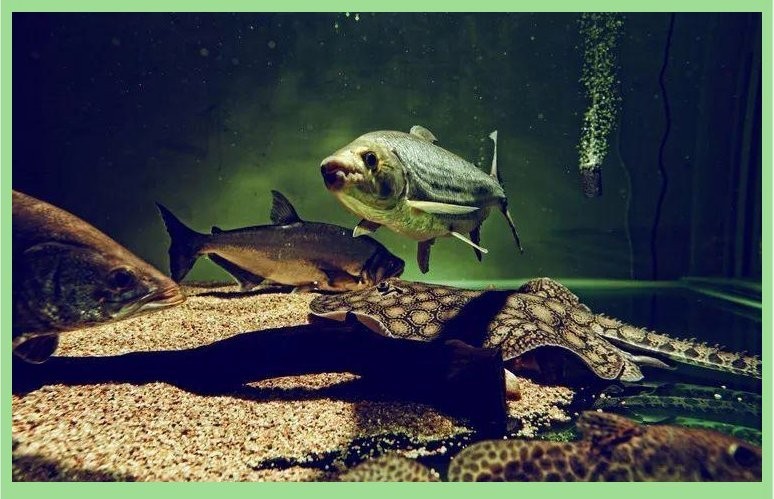 龍魚(yú)和黑魚(yú)哪個(gè)厲害一點(diǎn)