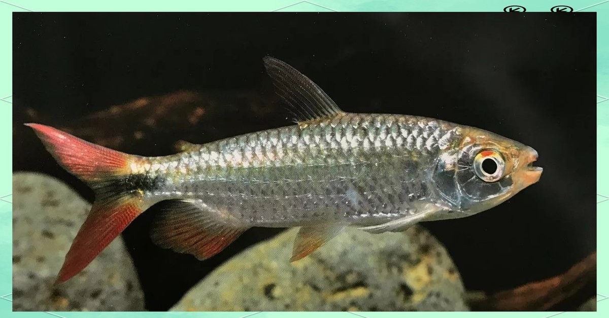龍魚(yú)和黑魚(yú)哪個(gè)厲害一點(diǎn)