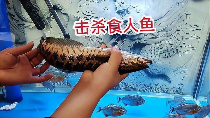 龍魚(yú)和黑魚(yú)哪個(gè)厲害一點(diǎn)