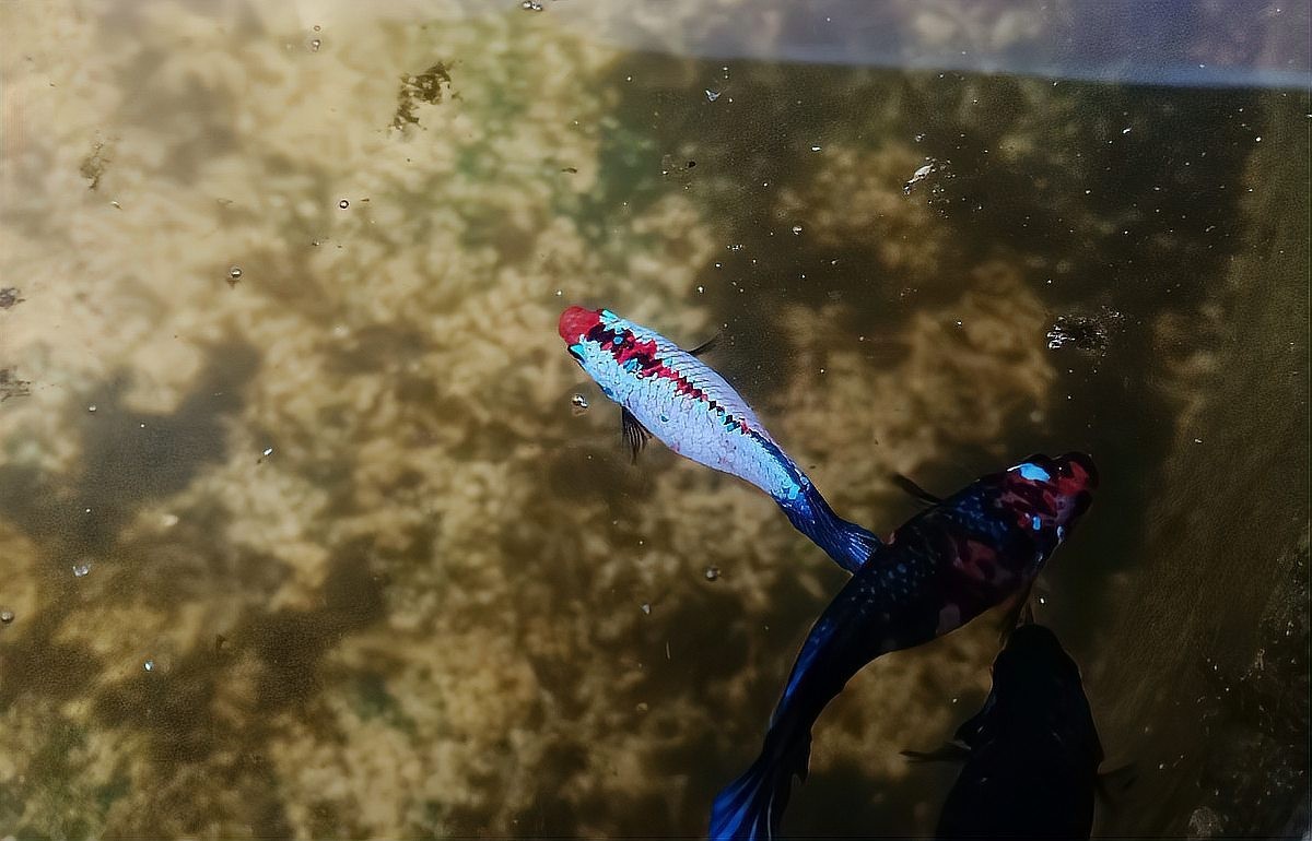 雷龍魚和恐龍魚的區(qū)別是什么