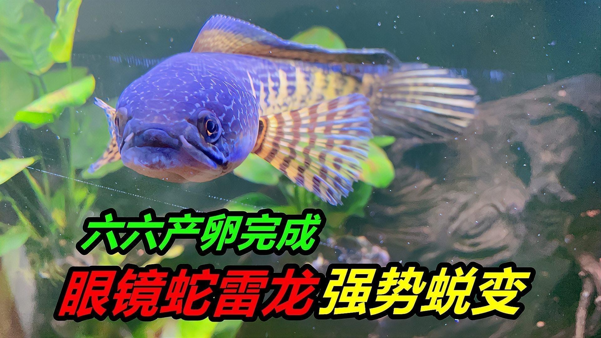 雷龍魚和恐龍魚的區(qū)別是什么