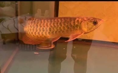 昆明市盤龍區(qū)衛(wèi)松水族館（昆明市盤龍區(qū)衛(wèi)松水族館地址）