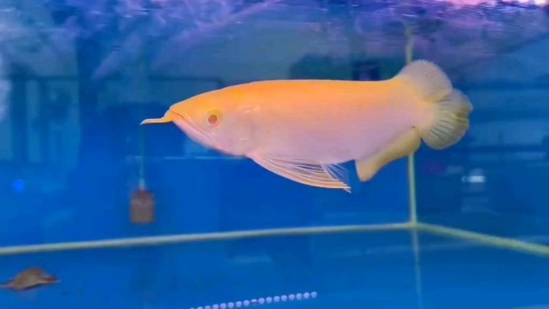 紅眼白子招財龍魚