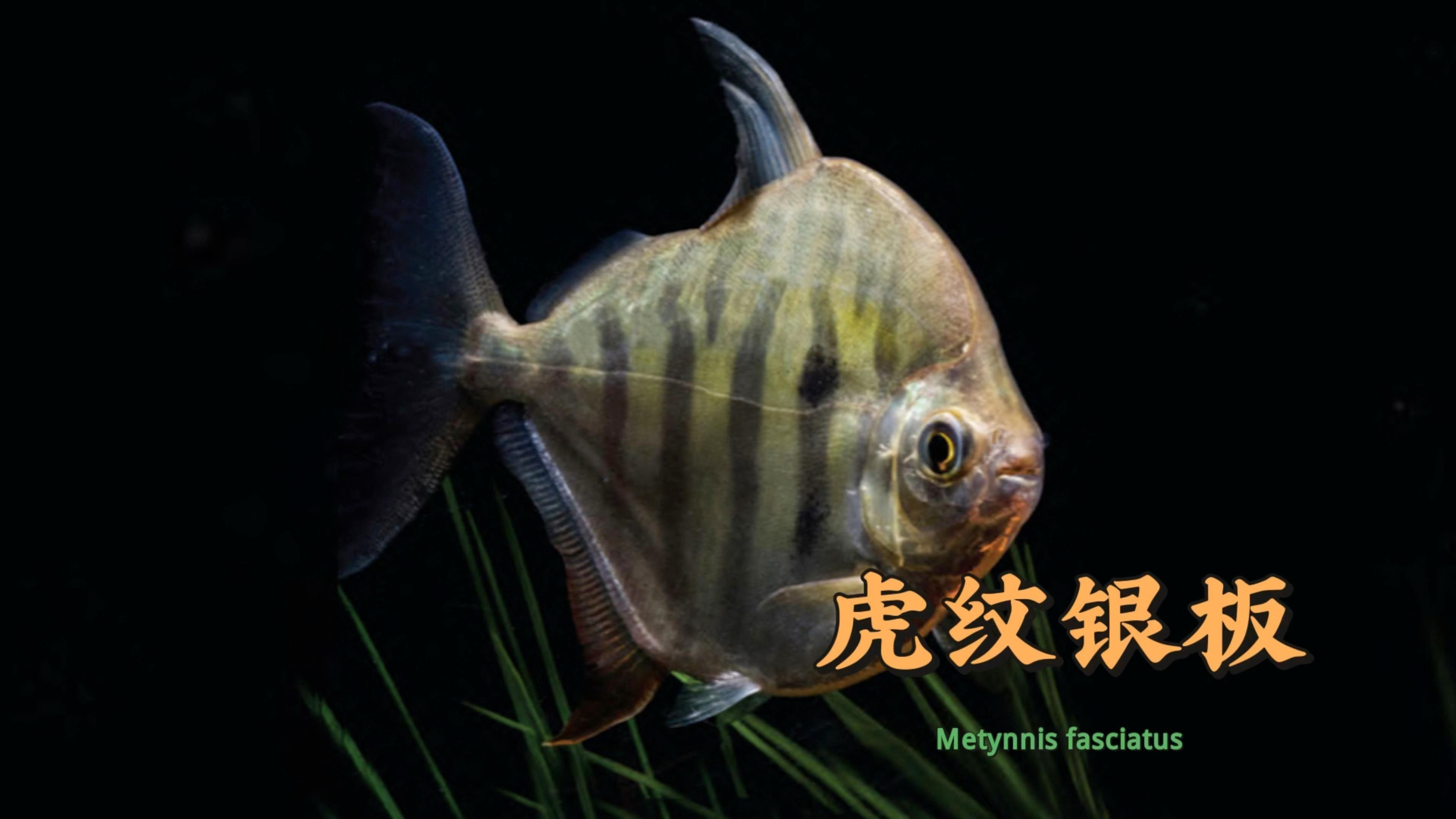 虎紋銀板魚怎么養
