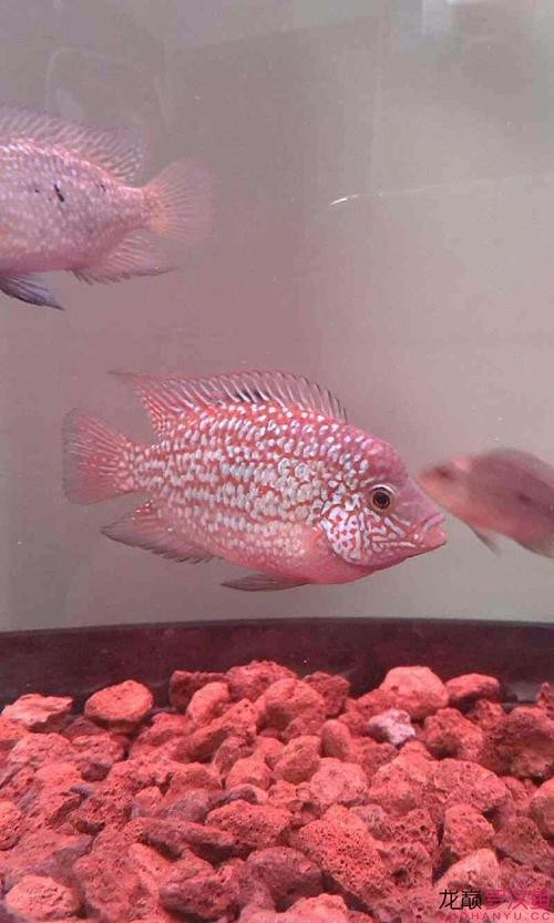 德薩羅漢魚苗起沙圖解 德薩羅漢魚苗起沙圖解 龍魚論壇 第5張
