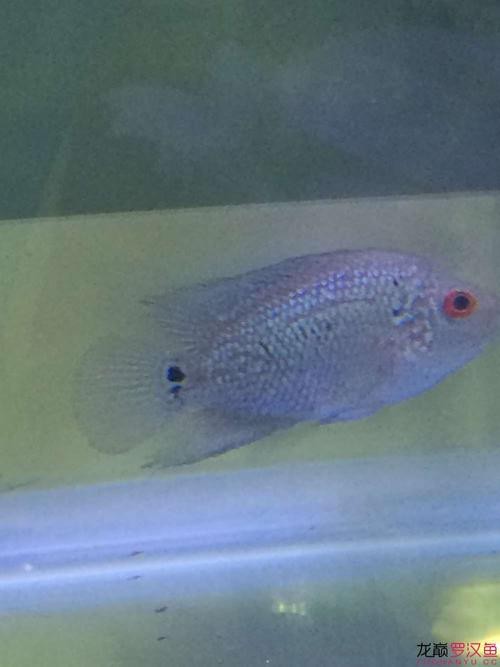 德薩羅漢魚苗起沙圖解 德薩羅漢魚苗起沙圖解 龍魚論壇 第3張