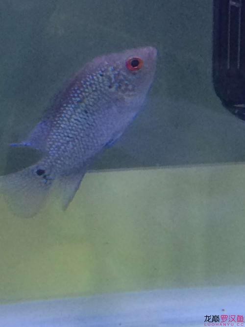 德薩羅漢魚苗起沙圖解 德薩羅漢魚苗起沙圖解 龍魚論壇 第4張