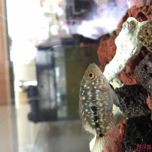 德薩羅漢魚苗起沙圖解 德薩羅漢魚苗起沙圖解 龍魚論壇 第2張