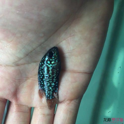 德薩羅漢魚苗起沙圖解 德薩羅漢魚苗起沙圖解 龍魚論壇 第11張