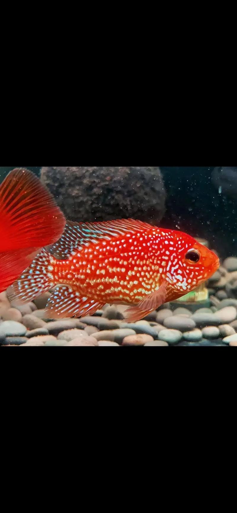 德薩羅漢魚苗起沙圖解 德薩羅漢魚苗起沙圖解 龍魚論壇 第9張