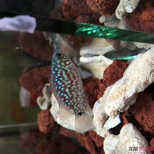 德薩羅漢魚苗起沙圖解 德薩羅漢魚苗起沙圖解 龍魚論壇 第6張