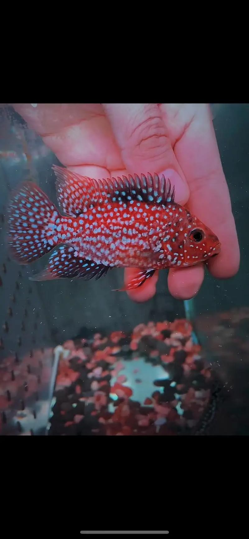 德薩羅漢魚苗起沙圖解 德薩羅漢魚苗起沙圖解 龍魚論壇 第8張