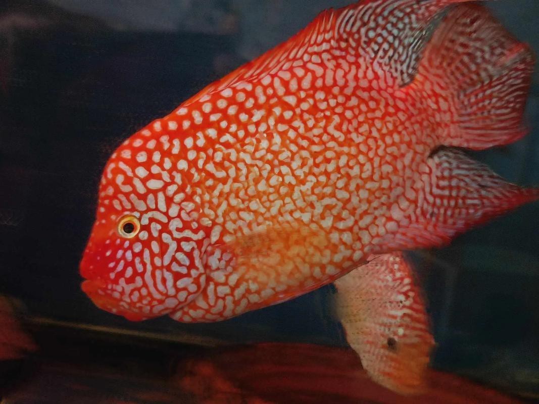 德薩羅漢魚苗起沙圖解 德薩羅漢魚苗起沙圖解 龍魚論壇 第10張