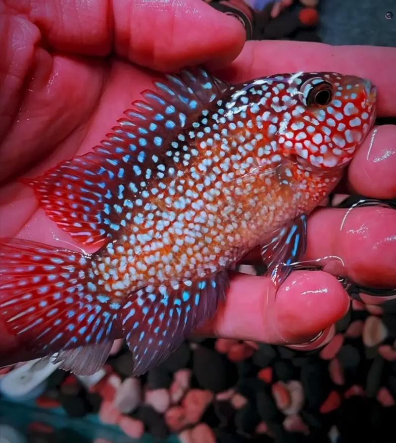 德薩羅漢魚苗起沙圖解 德薩羅漢魚苗起沙圖解 龍魚論壇 第12張