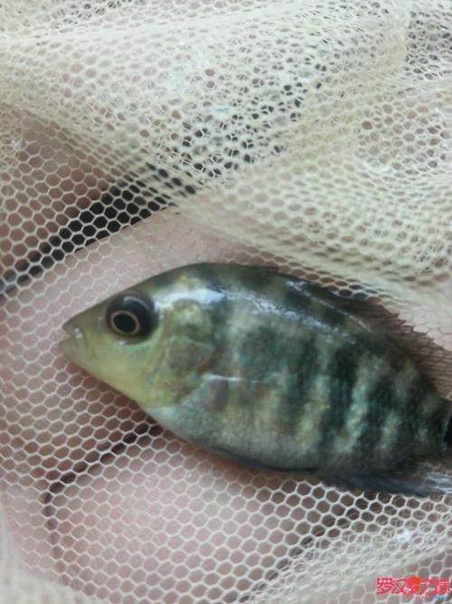 德薩羅漢魚苗起沙圖解 德薩羅漢魚苗起沙圖解 龍魚論壇 第17張