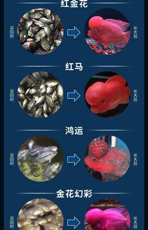 德薩羅漢魚苗起沙圖解 德薩羅漢魚苗起沙圖解 龍魚論壇 第16張