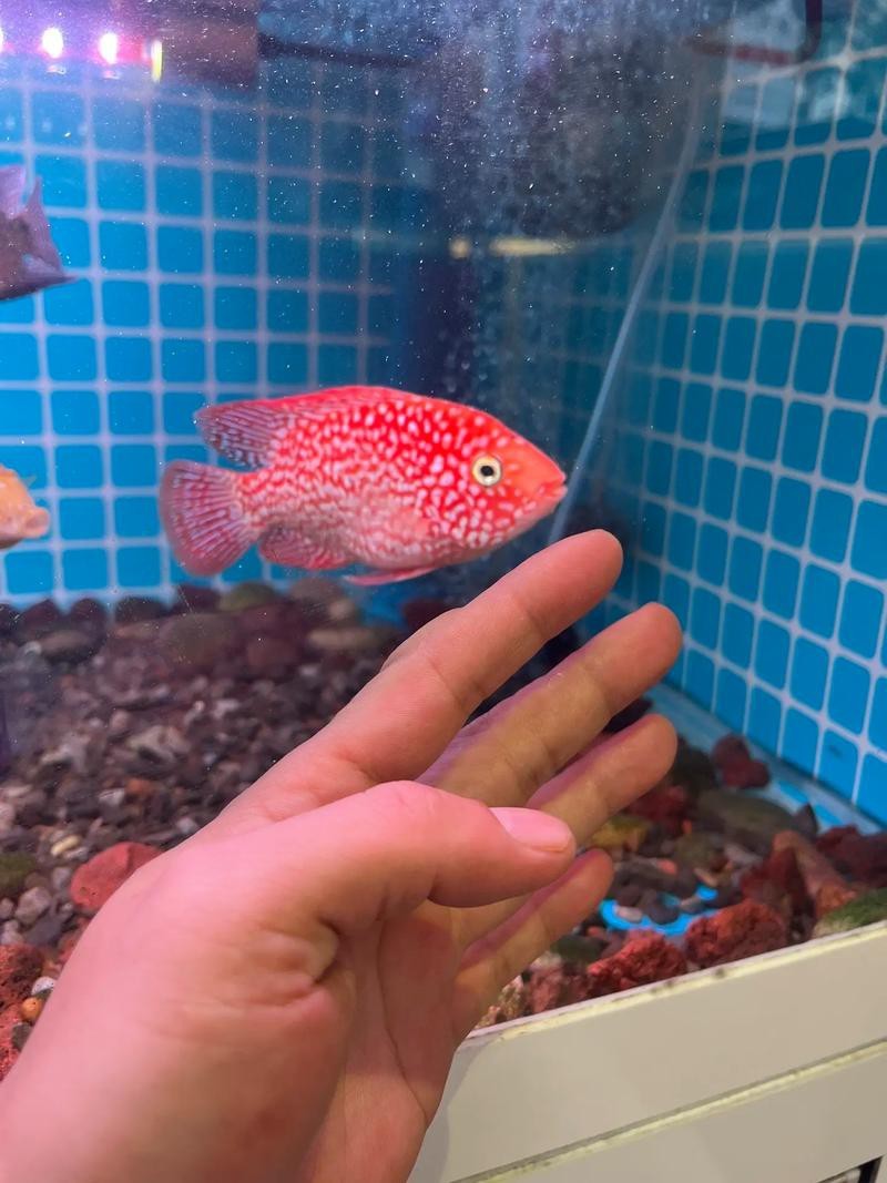 德薩羅漢魚苗起沙圖解 德薩羅漢魚苗起沙圖解 龍魚論壇 第14張