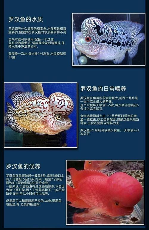 德薩羅漢魚苗起沙圖解 德薩羅漢魚苗起沙圖解 龍魚論壇 第18張