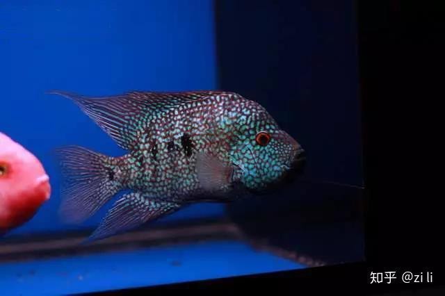 德薩羅漢魚苗起沙圖解 德薩羅漢魚苗起沙圖解 龍魚論壇 第19張