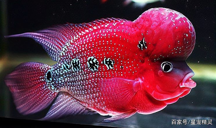 德薩羅漢魚苗起沙圖解 德薩羅漢魚苗起沙圖解 龍魚論壇 第20張