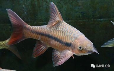 杭州菲尼生物科技有限公司（杭州菲尼生物科技有限公司怎么樣）
