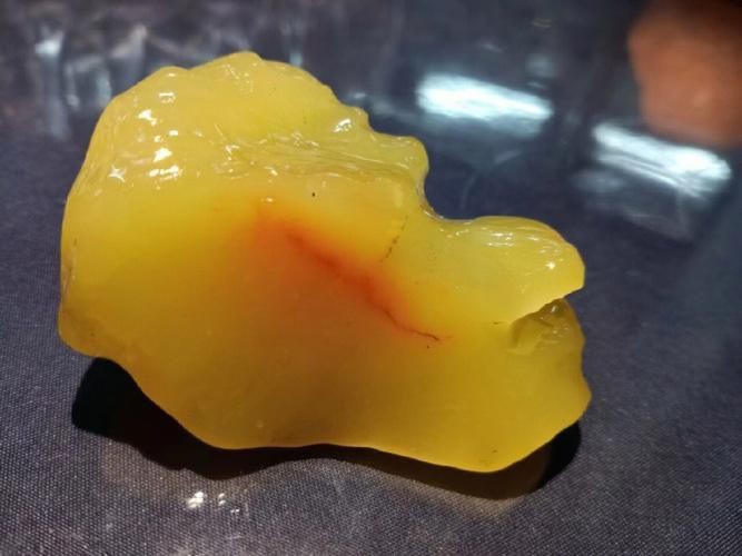 魟魚懷了龍蛋的圖片