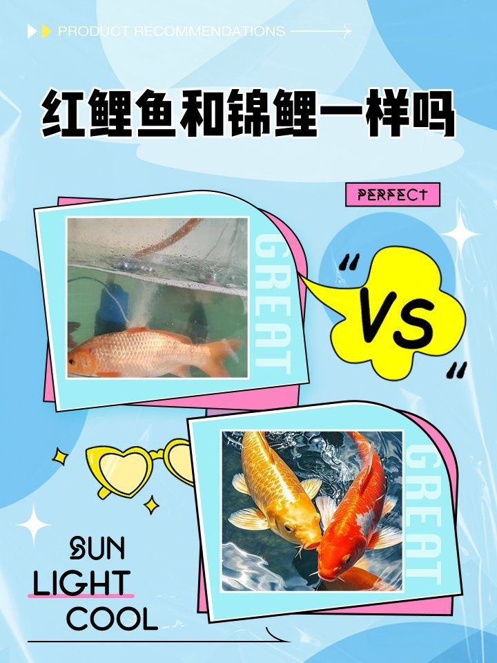 紅鯉魚是錦鯉嗎