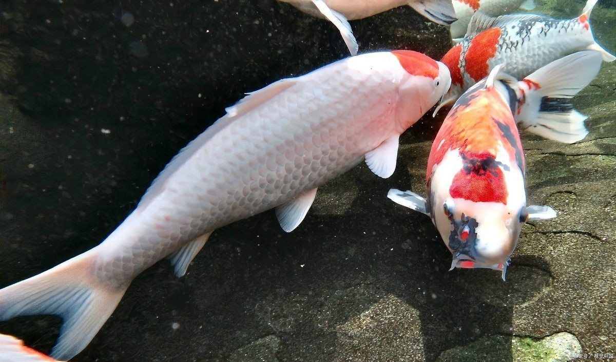 紅鯉魚是錦鯉嗎