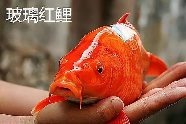 紅鯉魚是錦鯉嗎