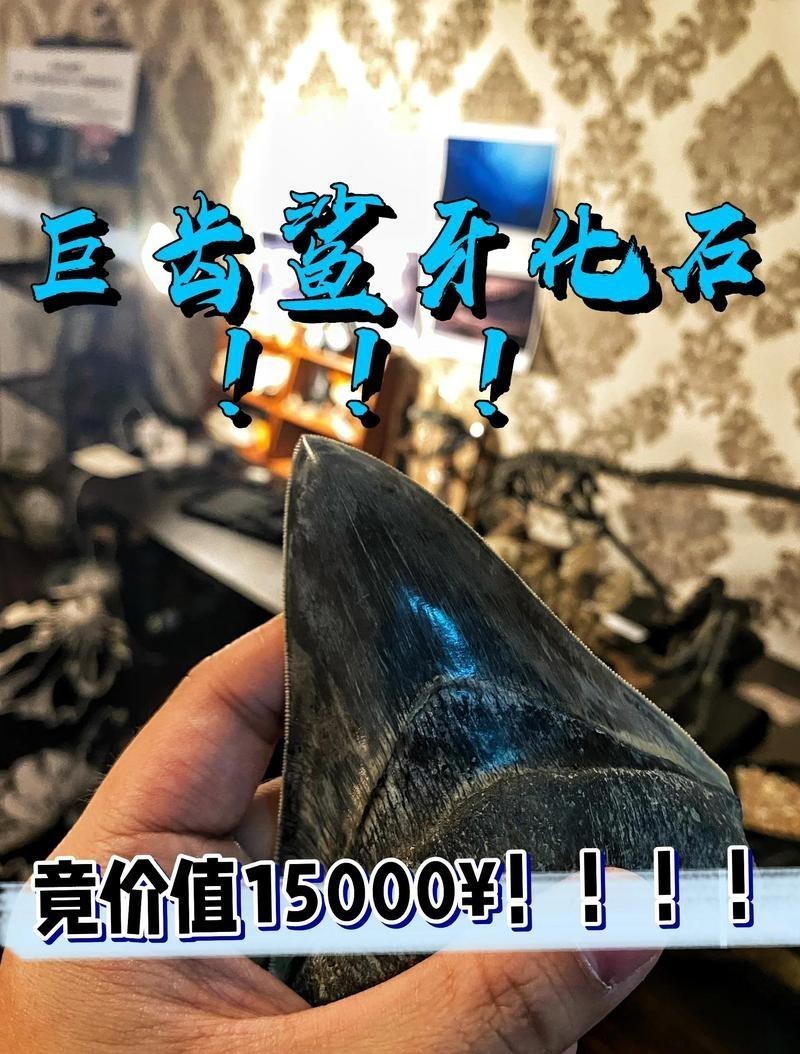 十大最貴鯊魚牙排名 十大最貴鯊魚牙排名 龍魚論壇 第5張