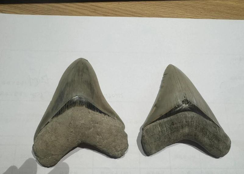 十大最貴鯊魚牙排名 十大最貴鯊魚牙排名 龍魚論壇 第2張