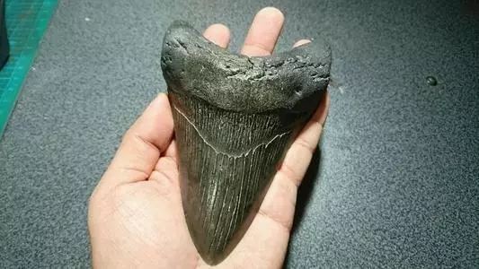 十大最貴鯊魚牙排名 十大最貴鯊魚牙排名 龍魚論壇 第4張