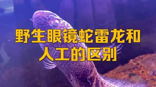 如何辨別野生雷龍魚的真?zhèn)危? title=